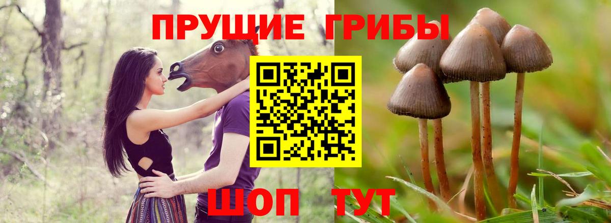 Псилоцибиновые грибы Psilocybine cubensis  Псилоцибиновые грибы прущие грибы  Кудрово  Вход с VPN 